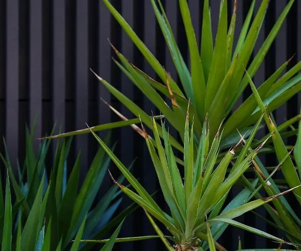 Nassau 4* ديرمي